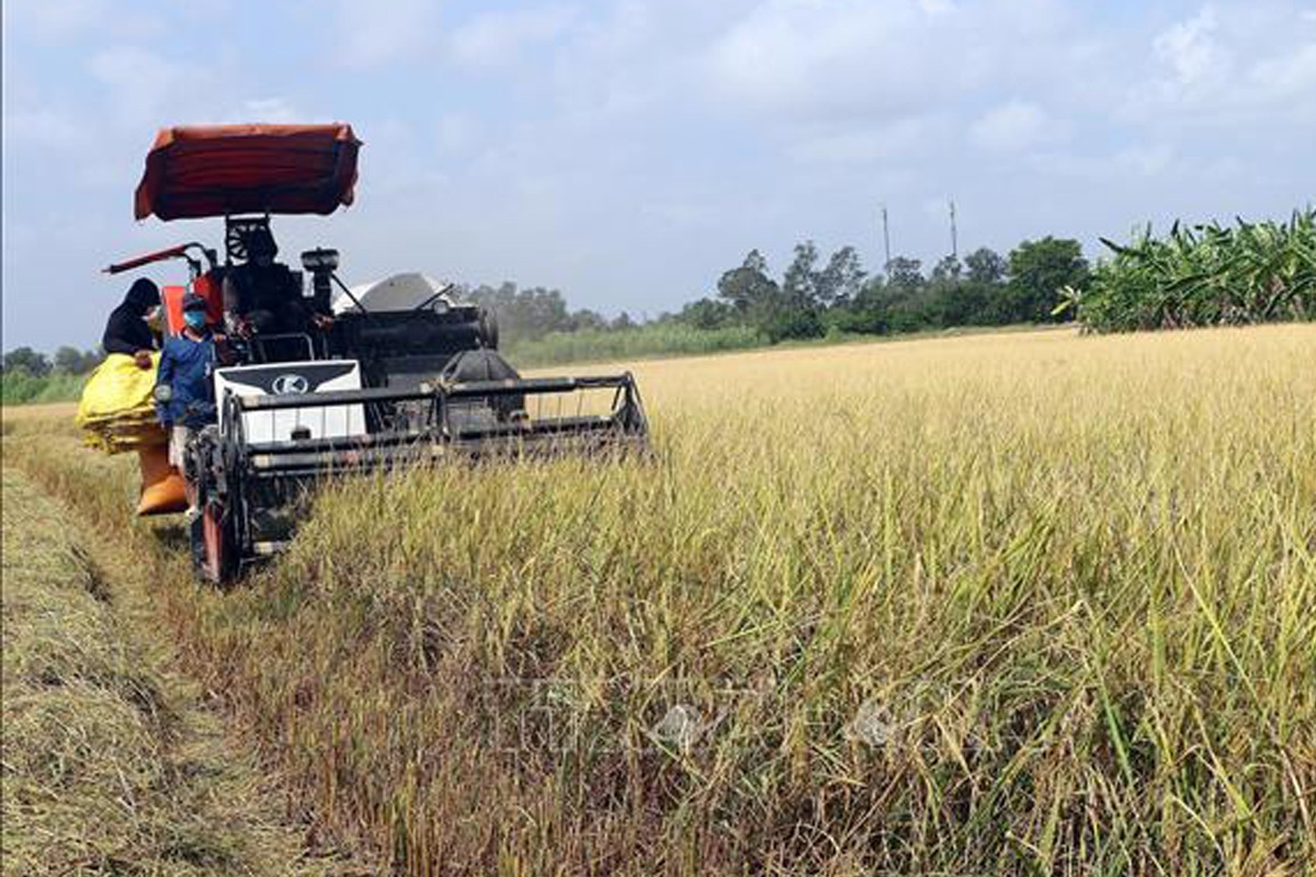 Giá lúa gạo hôm nay ngày 3/6: Giá lúa vẫn tiếp tục duy trì ổn định