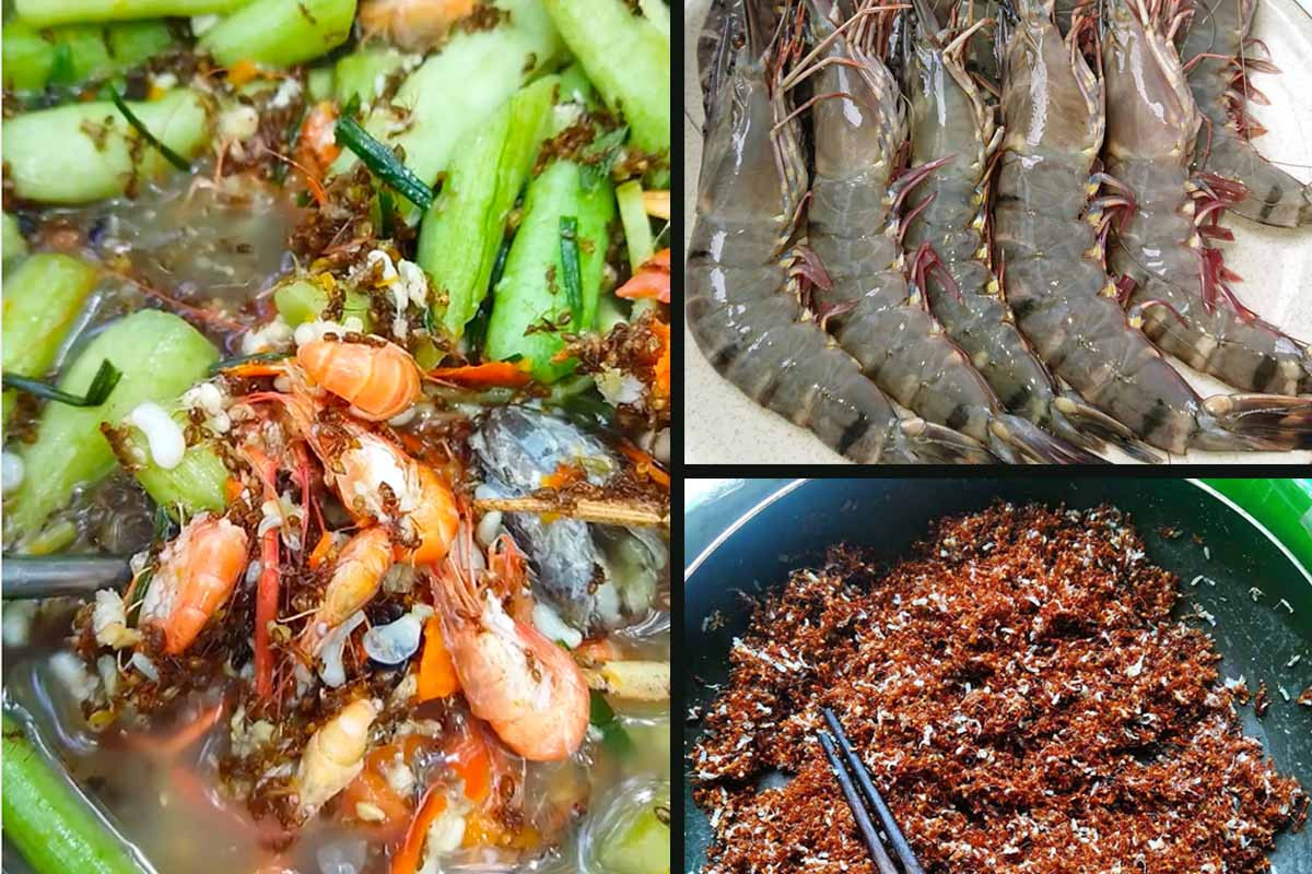 Món canh chua kiến vàng rất được lòng những ai sành ăn