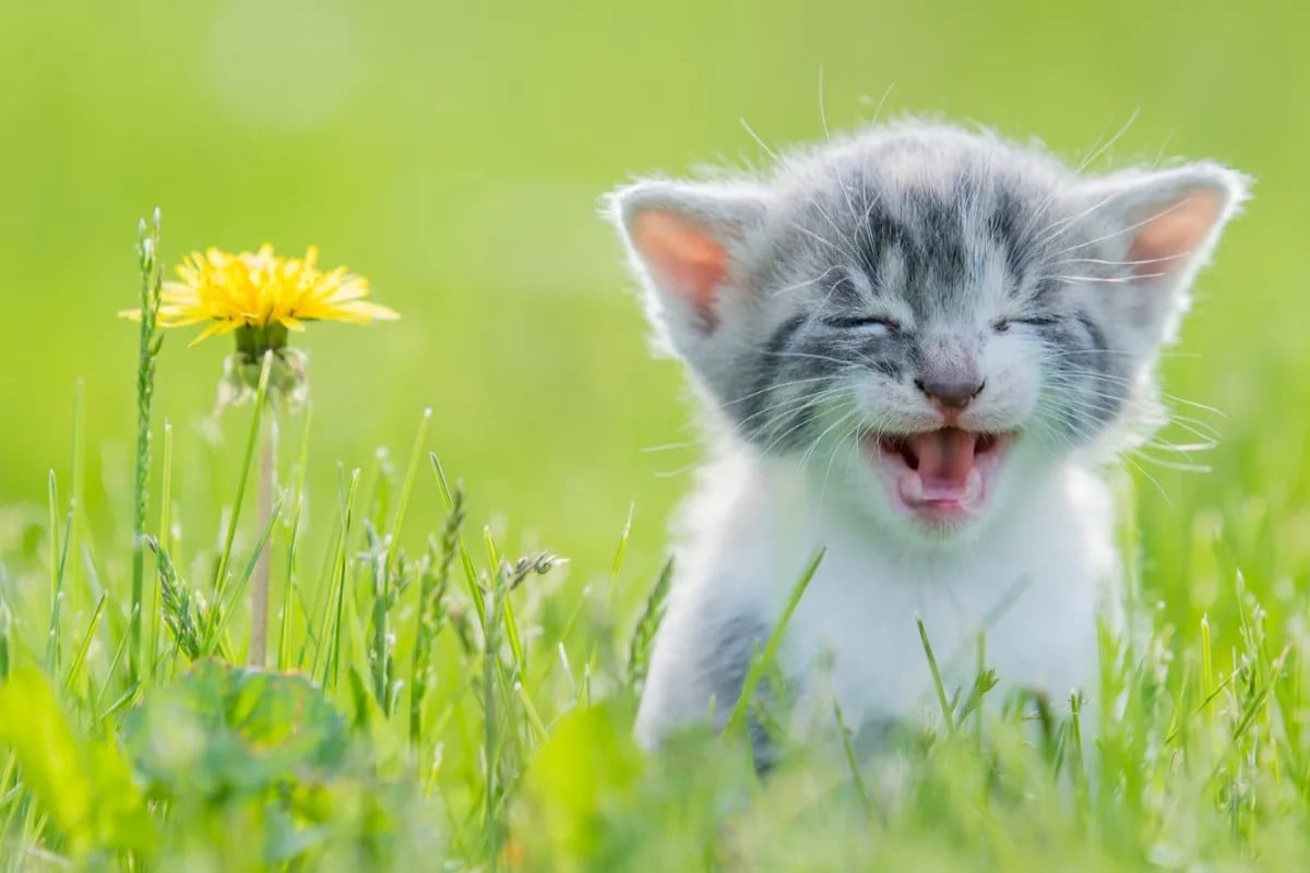 Bé mèo con vui vẻ nô đùa trên đồng cỏ, không cần biết mai sau ra sao