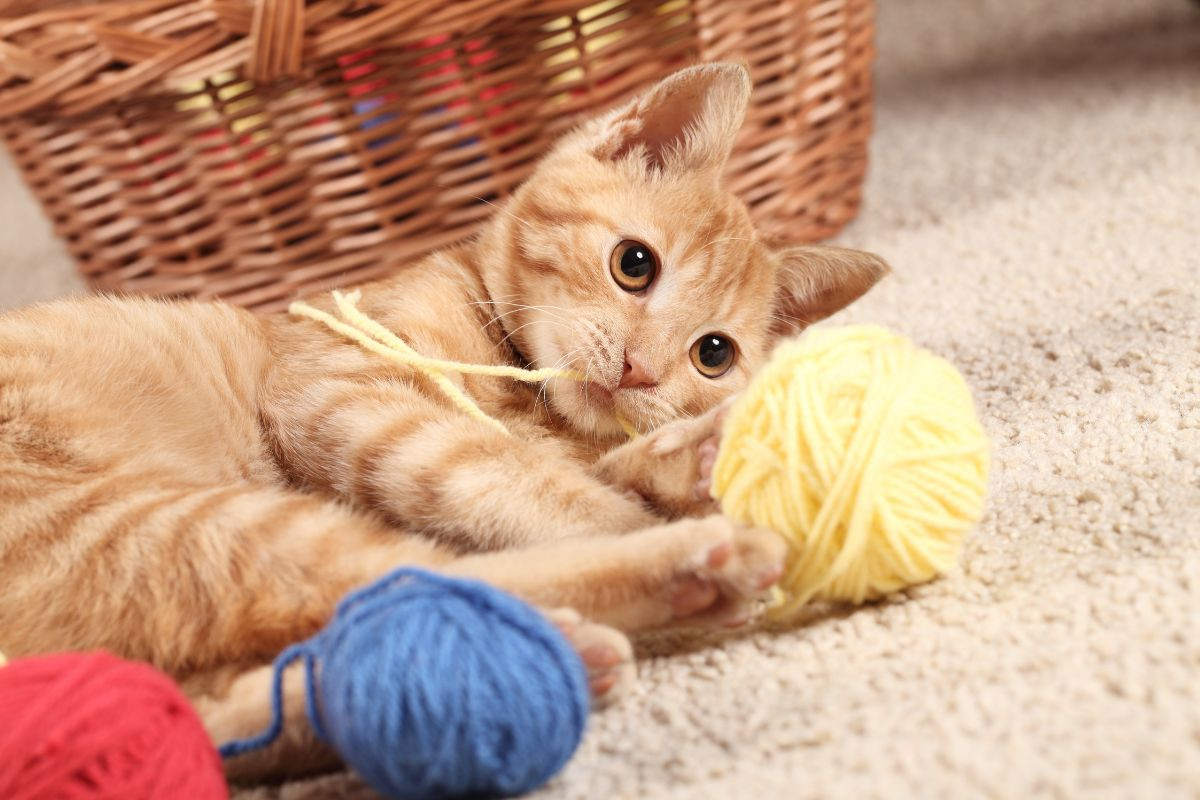 Mèo thích thú chơi đùa với sợi len đầy màu sắc