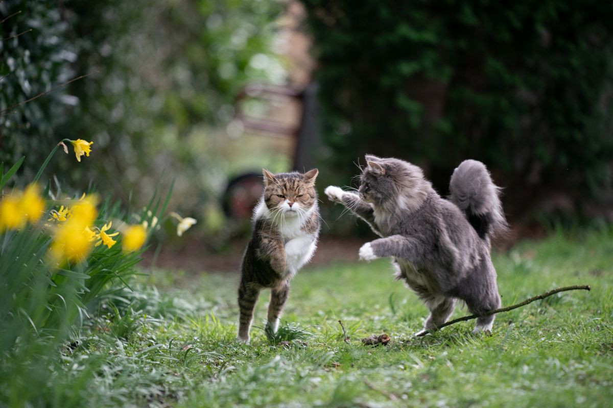 Hai chú mèo tinh nghịch bên vườn hoa