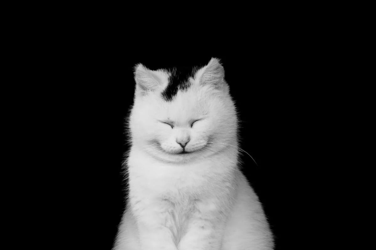 Ngộ nghĩnh ảnh mèo cute cười tít mắt