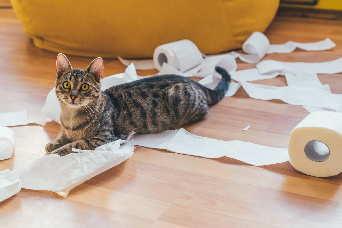 Mèo nghịch ngợm cắn tan cuộn giấy