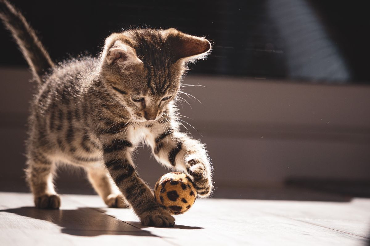 Mèo con say mê chơi đùa cùng trái bóng