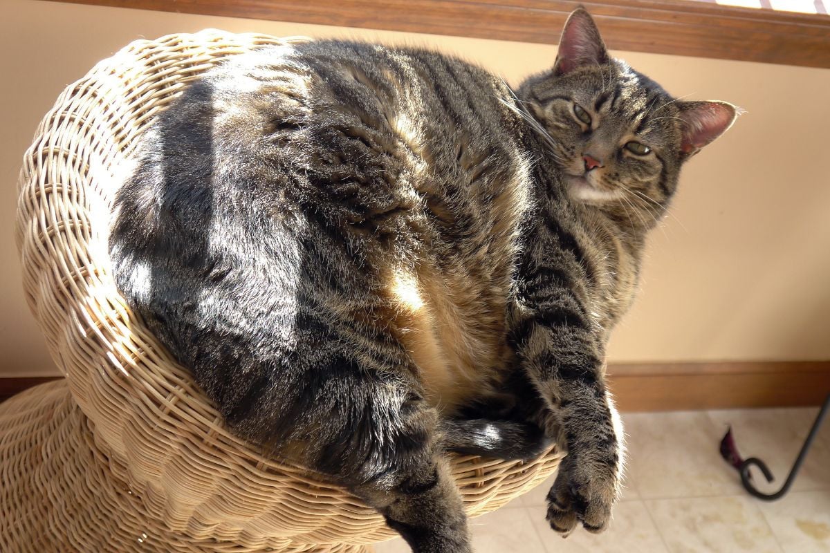 Mèo béo đáng yêu đang cuộn tròn như một quả bóng len khổng lồ