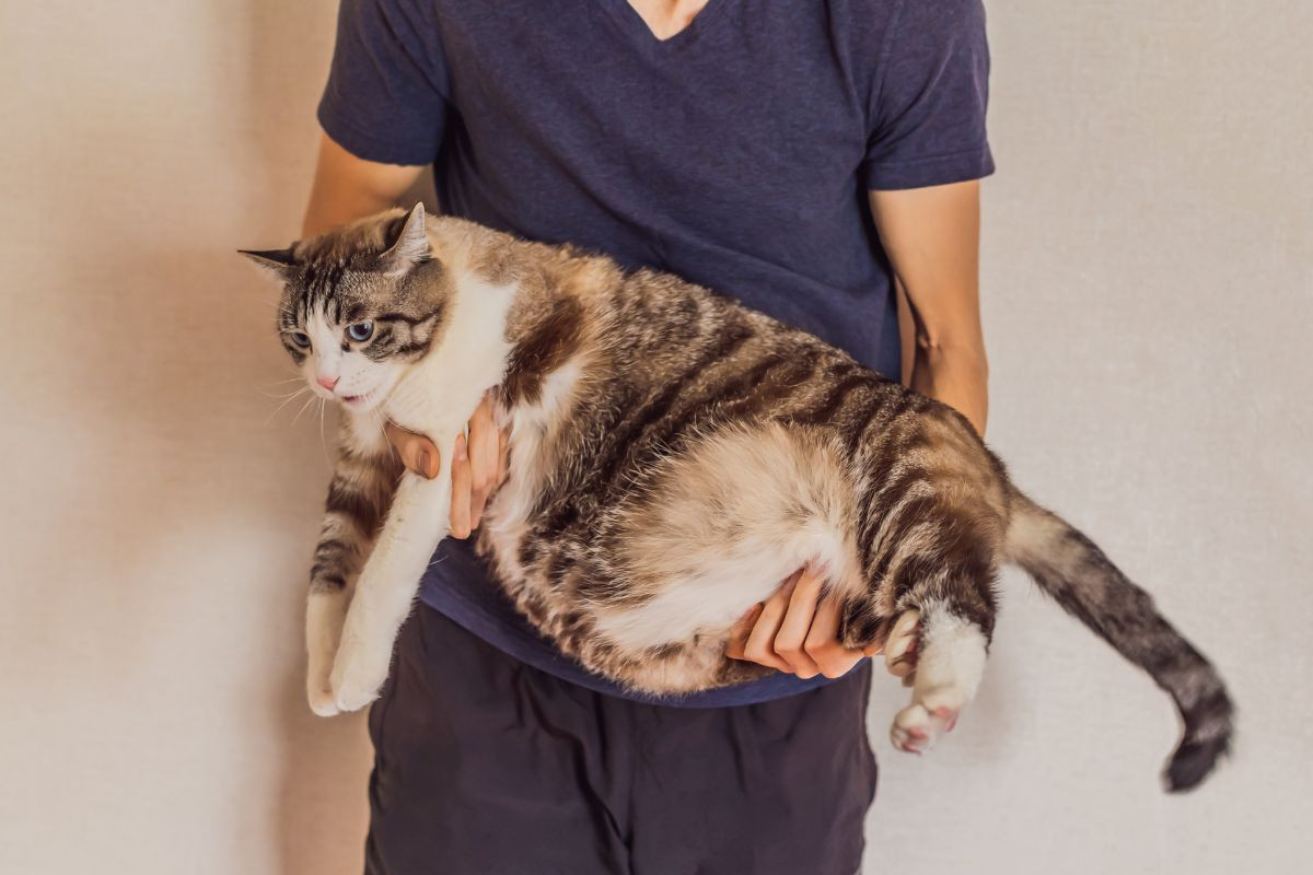 Mèo béo đáng yêu đang được sen ôm ấp