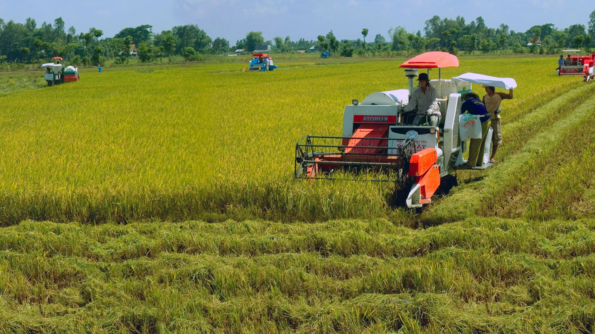 Việt Nam có diện tích đứng thứ 66 thế giới và là nguồn cung cấp gạo lớn nhất hiện nay