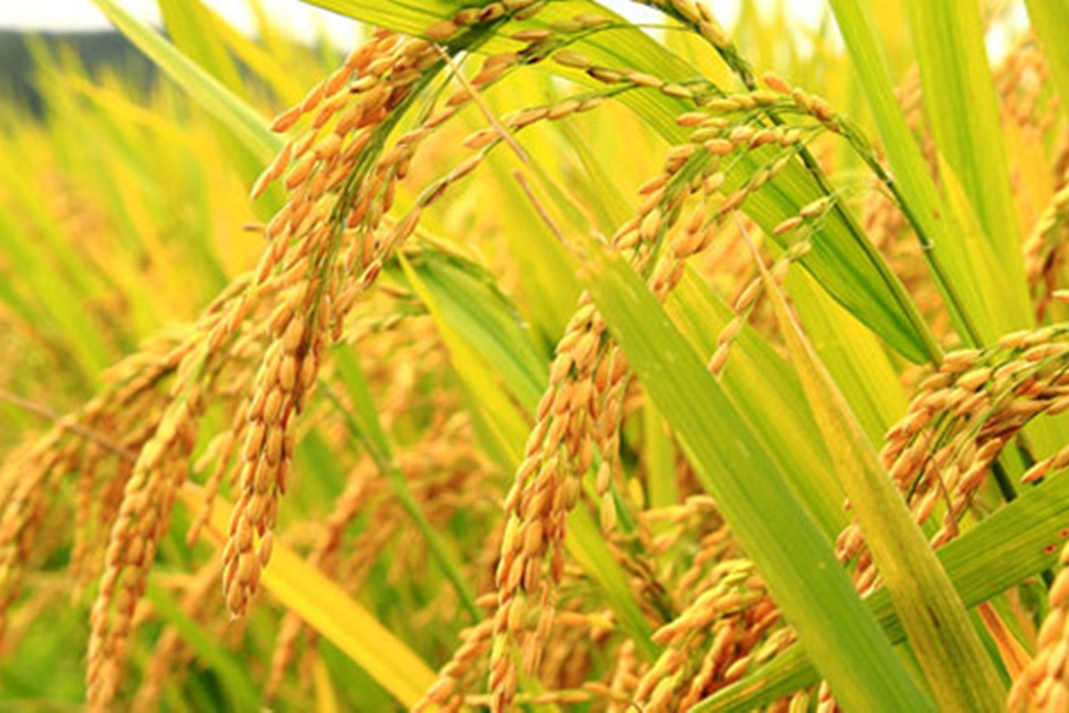 Giá lúa gạo hôm nay ngày 11/6: Lúa cũng không có nhiều biến động