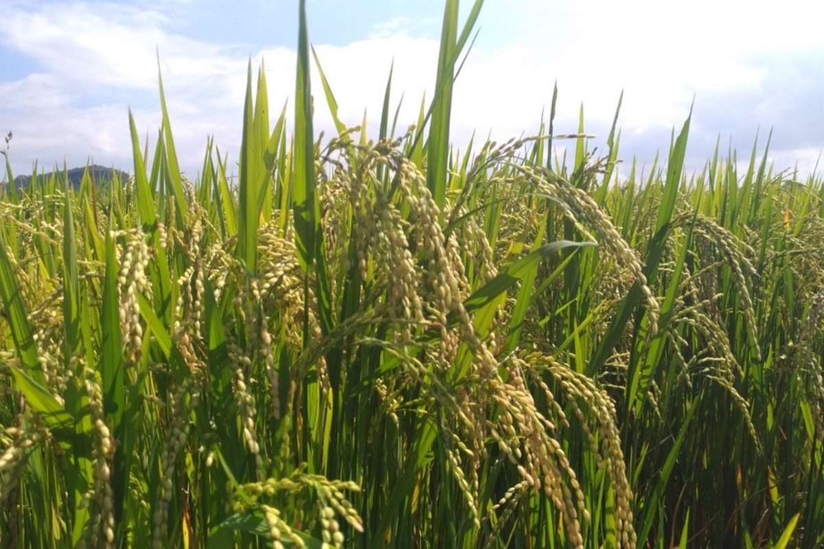 Giá lúa gạo hôm nay ngày 15/6: Lúa vẫn tiếp đà đi ngang
