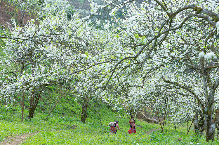 Nổi bật của mùa xuân Việt Bắc là những chùm hoa mận trong trẻo  